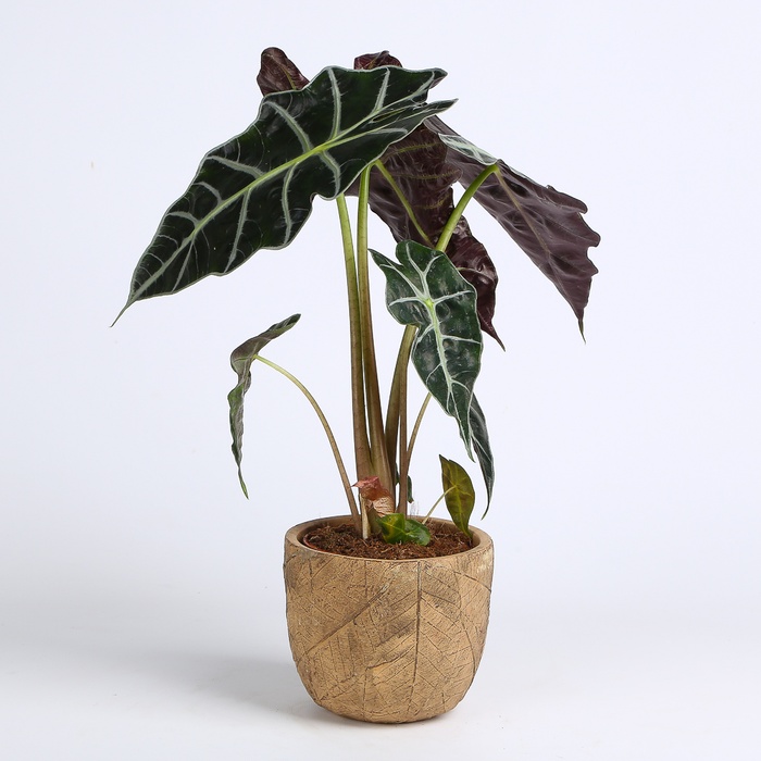 Алоказия Amazonica в горшке