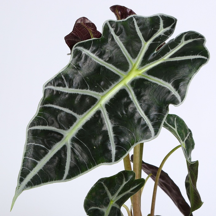 Алоказия Amazonica в горшке