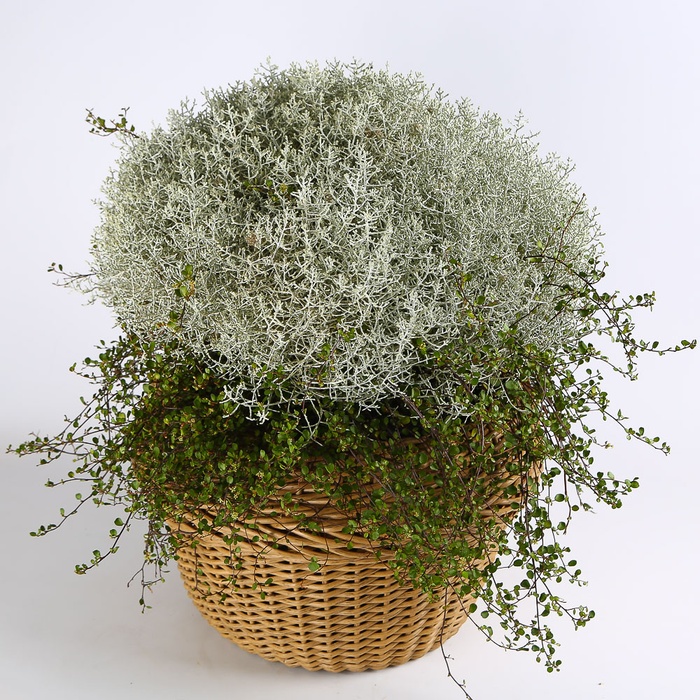 Калоцефалус в горшке