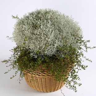 Калоцефалус в горшке