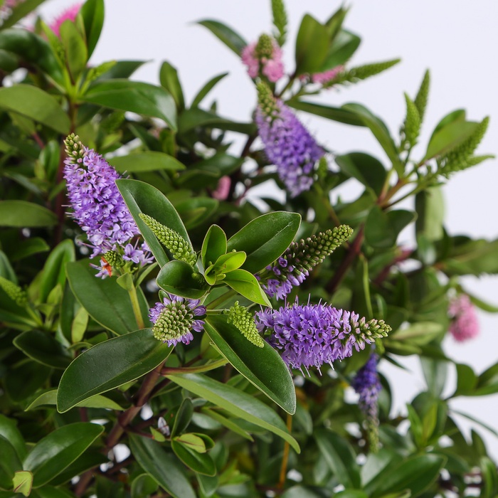 Хебе в горшке