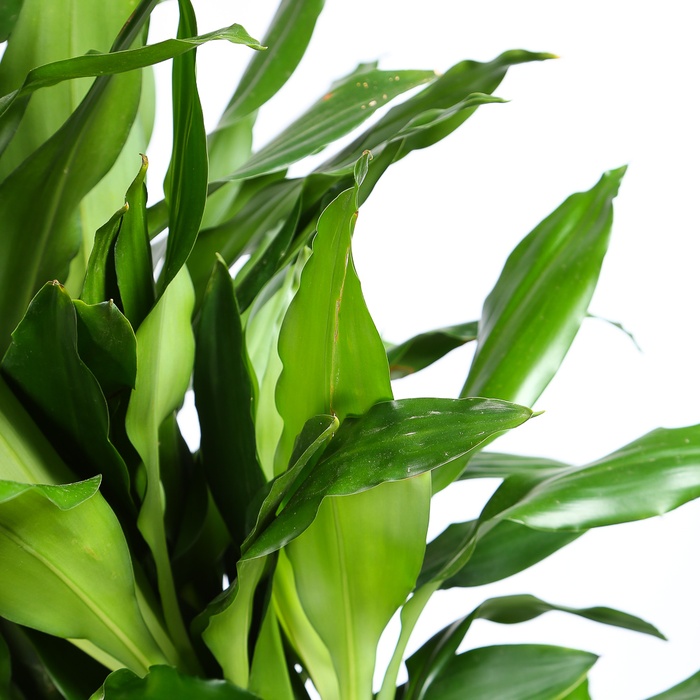 Драцена Janet Lind branched в горщику