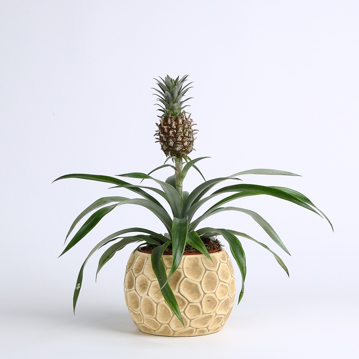 Ананас в горщику
