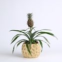 Ананас в горщику