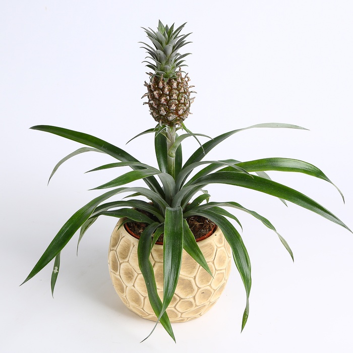 Ананас в горщику