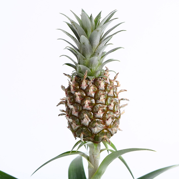 Ананас в горщику