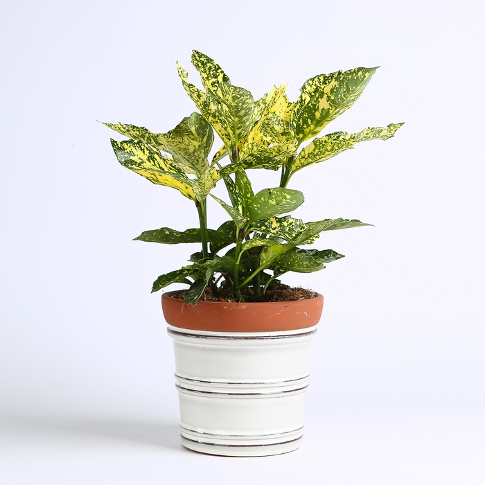 Аукуба Японская в горшке