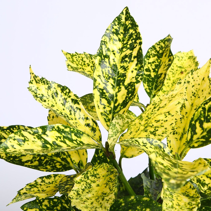 Аукуба Японская в горшке