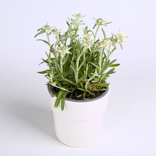 Эдельвейс Альпийский в горшке