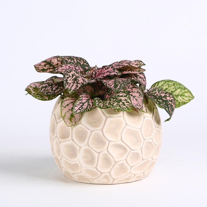 Гипоэстес микс в горшке