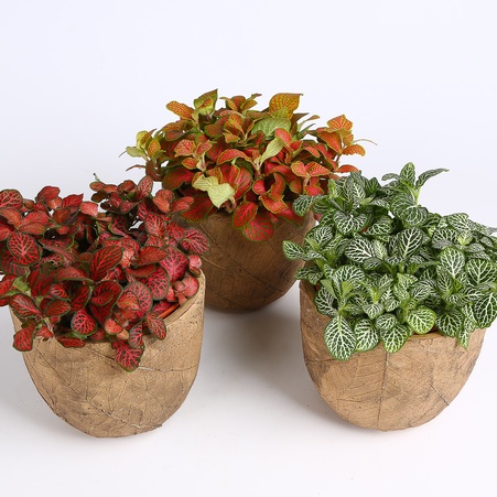 Фіттонія мікс в горщику