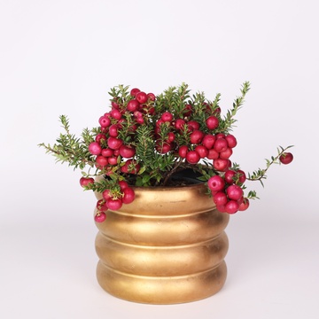 Гаультерия в горшке