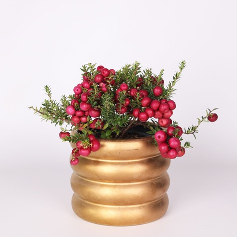 Гаультерия в горшке