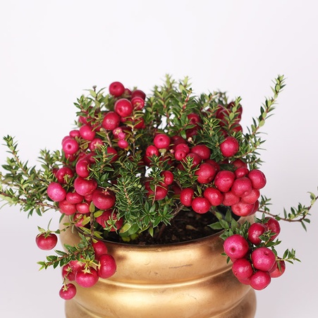 Гаультерія в горщику