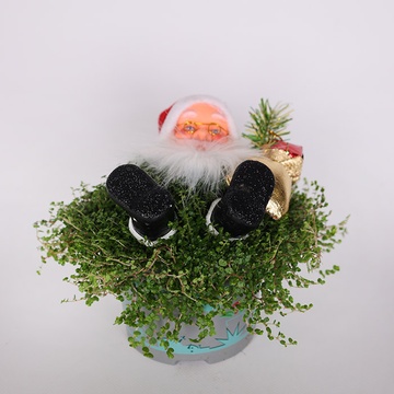 Солейролія Santa