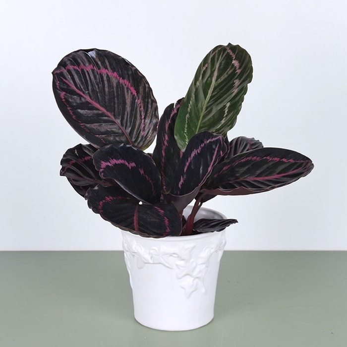 Калатея Little Princess в горшке