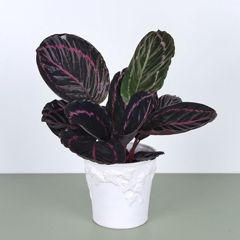 Калатея Little Princess в горшке