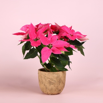 Пуансеттия розовая в горшке