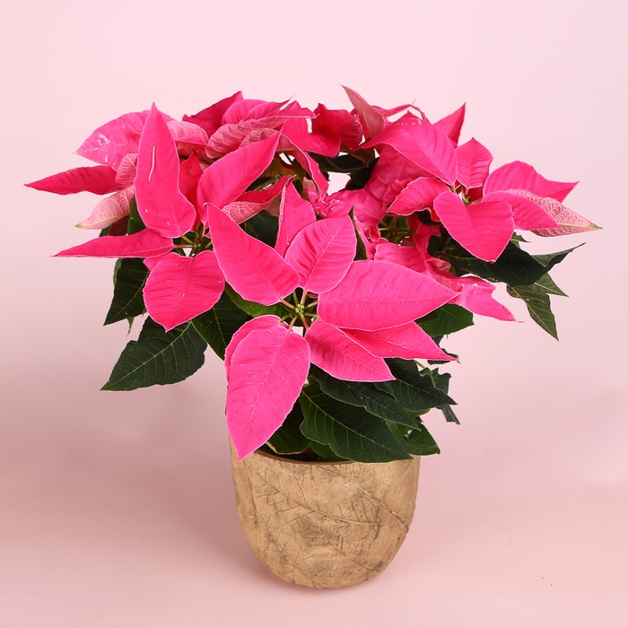 Пуансетія рожева в горщику