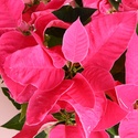 Пуансетія рожева в горщику