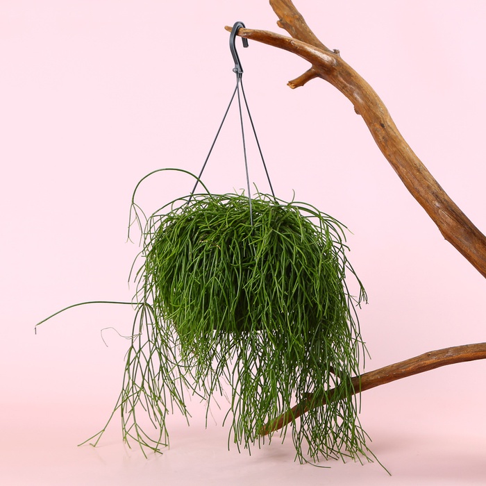 Рипсалис (Rhipsalis Baccifera) в горшке, М