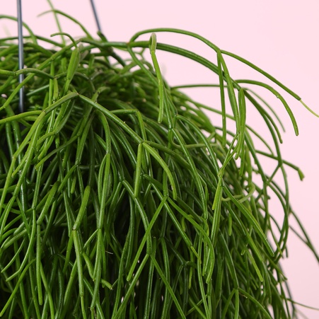 Рипсалис (Rhipsalis Baccifera) в горшке, М