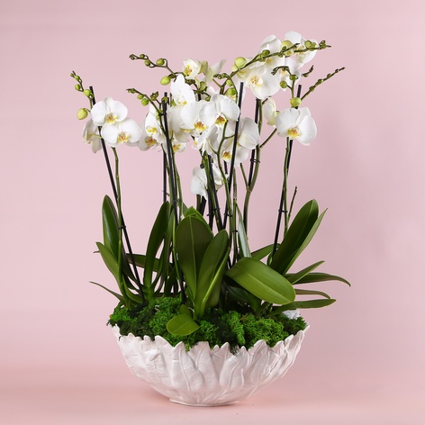 Композиція "Ніжність фаленопсисів"