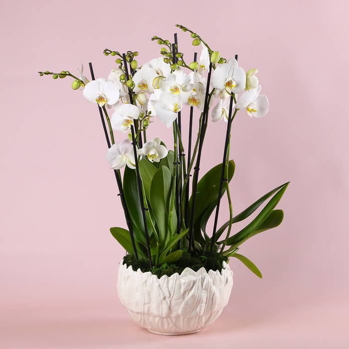 Композиция "Белая нежность"