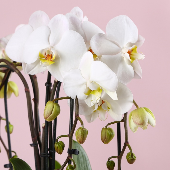 Композиция "Сердце орхидеи"