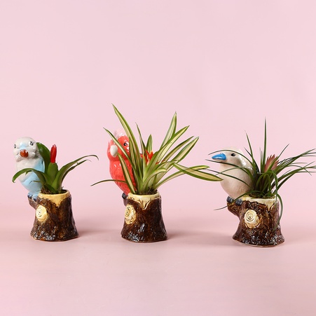 Бромелія мікс в декоративному кашпо