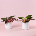 Фаленопсис Phalaenopsis L'arrangeur D'orchidee