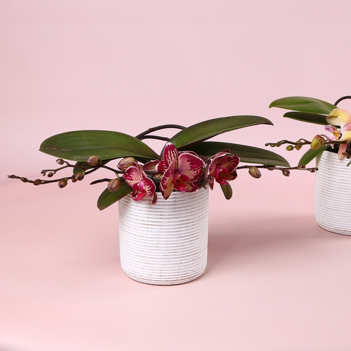 Фаленопсис Phalaenopsis L'arrangeur D'orchidee