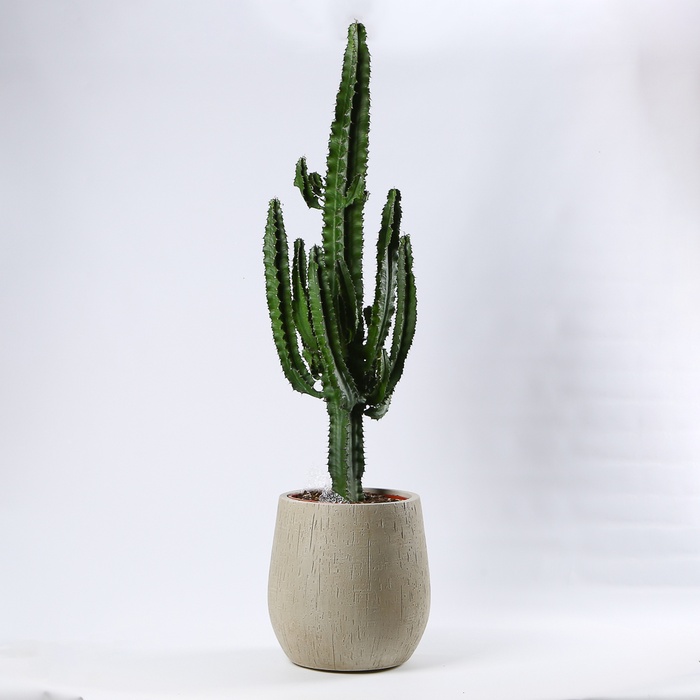 Кактус Эуфорбия в кашпо, XL