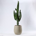 Кактус Эуфорбия в кашпо, XL
