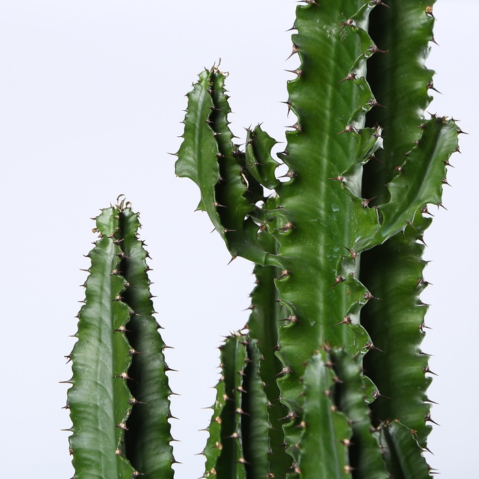 Кактус Эуфорбия в кашпо, XL