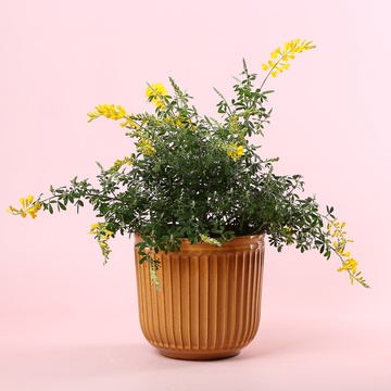 Гениста в горшке