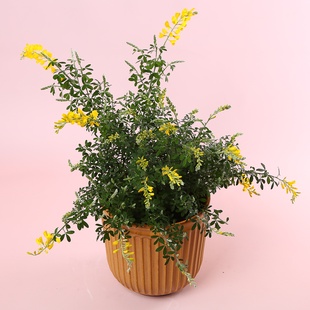 Геніста в горщику