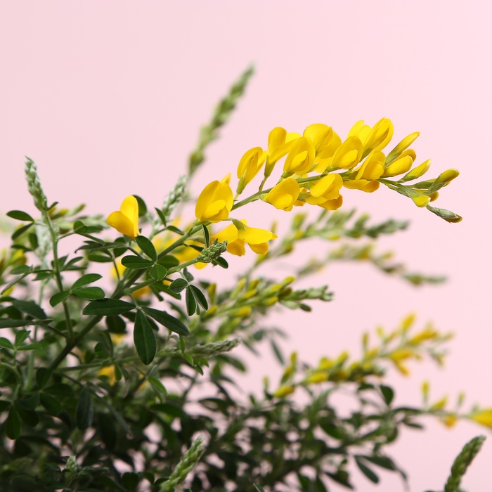 Гениста в горшке