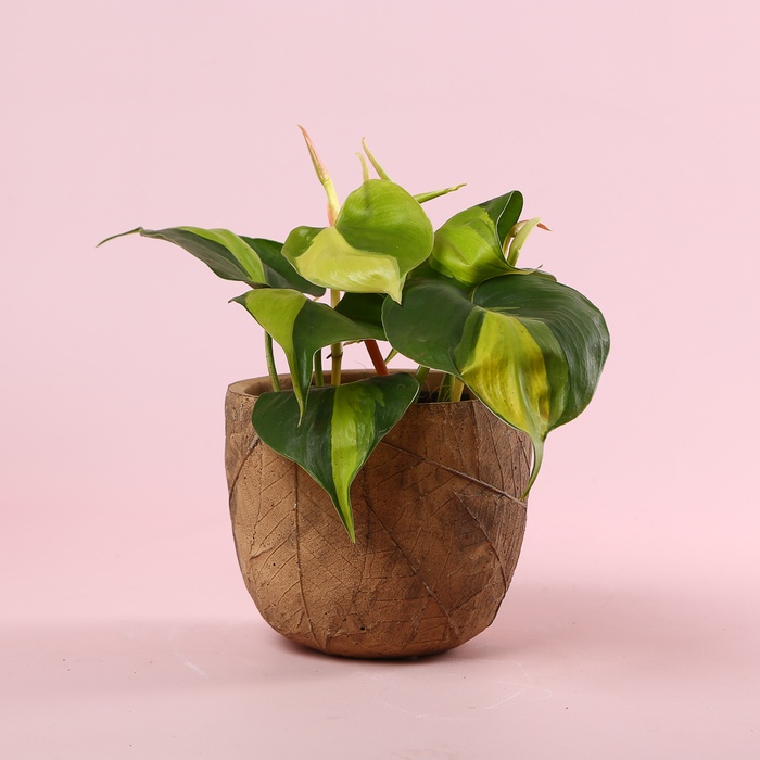Филодендрон (Philodendron Scandens Brasil) в горшке, S