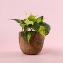Филодендрон (Philodendron Scandens Brasil) в горшке, S