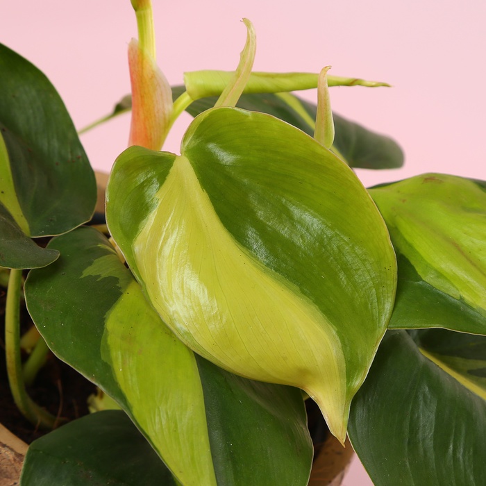Филодендрон (Philodendron Scandens Brasil) в горшке, S