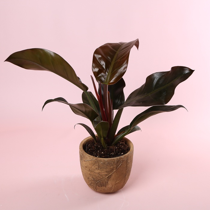 Филодендрон Imperial Red в горшке