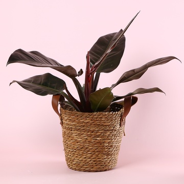 Филодендрон Imperial Red в горшке, М