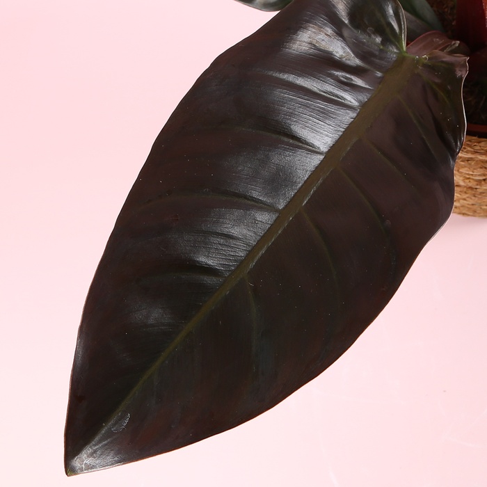 Філодендрон Imperial Red в горщику, М