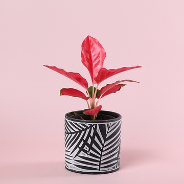 Аглаонема Cherry baby red в горщику