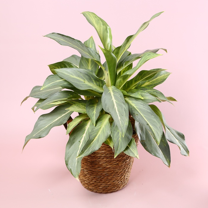 Аглаонема Aqua Green в горшке