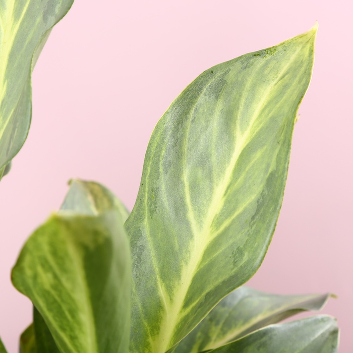 Аглаонема Aqua Green в горшке