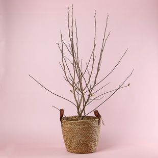 Магнолия Stellata в горшке