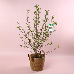 Магнолія Stellata в горщику