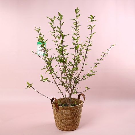 Магнолія Stellata в горщику